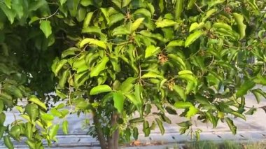 Mimusops elengi tree in nature garden