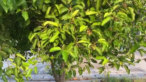 Mimusops Elengi Tree Nature Garden — Αρχείο Βίντεο