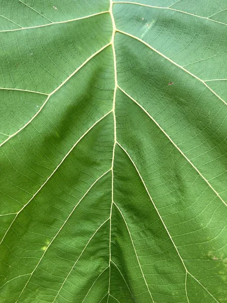 Green Teak Leaves Flora Foliage — Stock Photo, Image