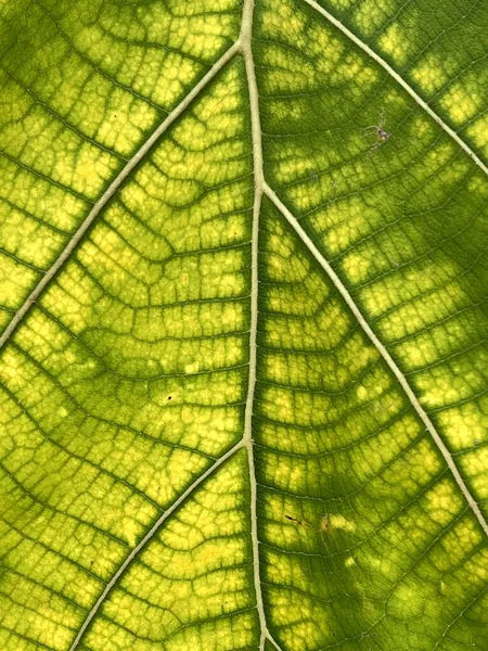 Green Teak Leaf Texture Background — Fotografia de Stock