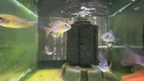 Аволокара Мамська Риба Воді — стокове відео