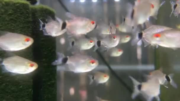 Όμορφα Ψάρια Ενυδρείου Ζυγαριές Καθαρό Νερό Φύκια — Αρχείο Βίντεο