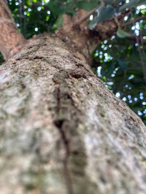 Ağaç kabuğu desenini kapat