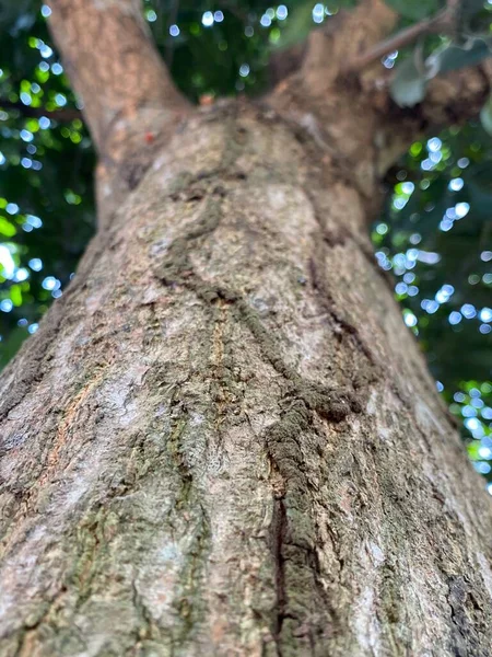 Zavřít Stromovou Kůru Lese — Stock fotografie