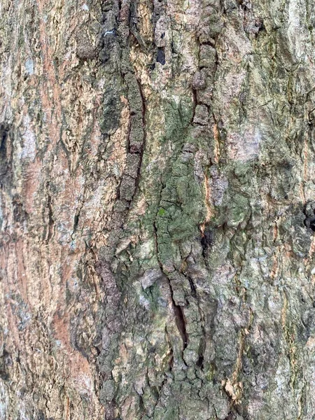 Fechar Acima Textura Seca Árvore Casca — Fotografia de Stock