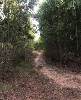 Tayland 'daki Chonburi ormanında yeşil ağaçlar.