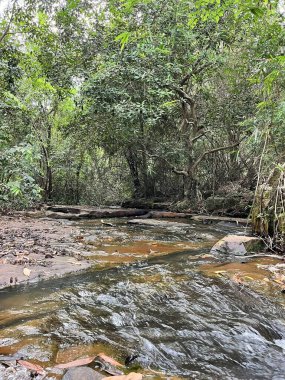 Ratchaburi Tayland 'daki ormanın güzel manzarası.