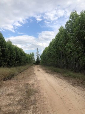Chonburi Tayland 'daki yeşil bir ormandan geçen yol.