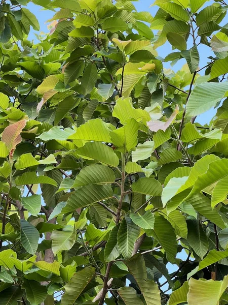 Zielony Dipterocarpus Alatus Liście Drzewa — Zdjęcie stockowe
