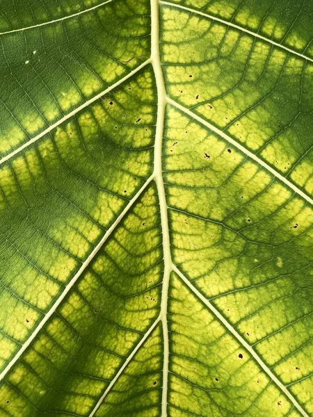 Green Teak Leaf Texture Background — Stockfoto