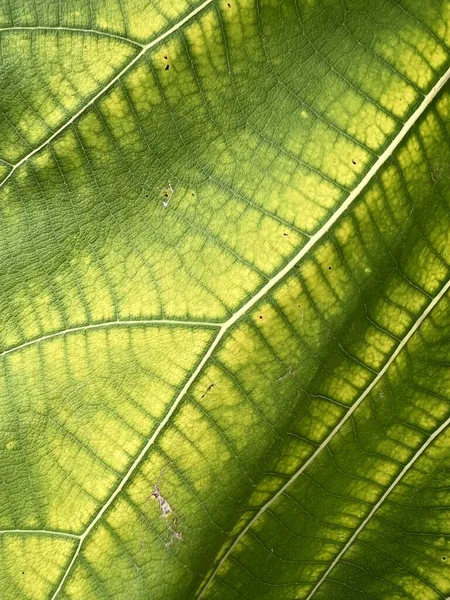 Green Teak Leaf Texture Background — Stock Fotó
