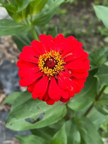 Schöne Rote Zinnia Blume Garten — Stockfoto