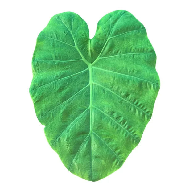 Zöld Taro Levél Egy Növény Elszigetelt Fehér Alapon — Stock Fotó