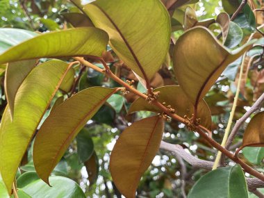 bir ağacın yeşil elma yaprakları