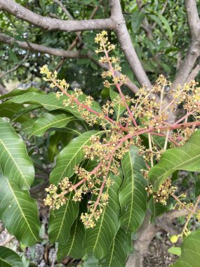 Doğa bahçesinde mango çiçeği