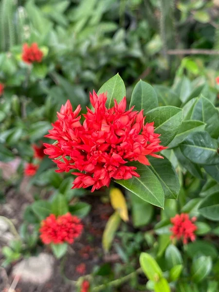 Красиві Червоні Квіти Ікори Саду — стокове фото