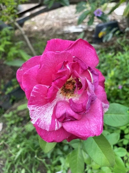 Hermosa Flor Rosa Rpse Jardín — Foto de Stock