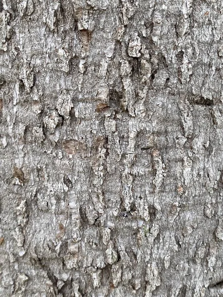 Textura Latido Uma Árvore Com Fendas Arranhões Que Podem Usar — Fotografia de Stock