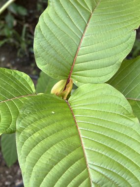 yeşil kratom yaprakları bahçede