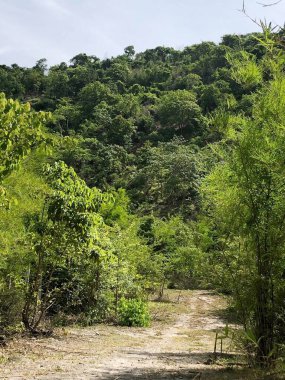 Chonburi Tayland 'da ormandaki yeşil orman