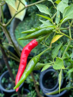 Bahçede yeşil biber