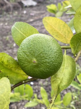 Doğa bahçesinde limon meyvesi