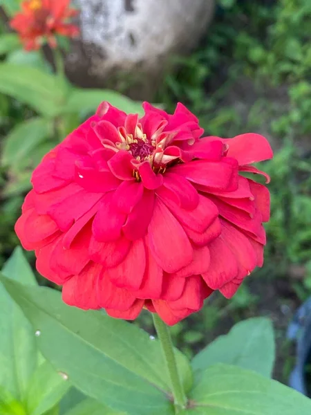 Όμορφη Ζίννια Ροζ Λουλούδι Στον Κήπο — Φωτογραφία Αρχείου