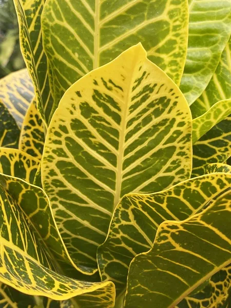 Зелене Листя Кротона Саду — стокове фото