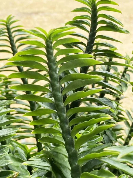Зеленая Euphorbia Tithymaloides Листья Растения Саду — стоковое фото