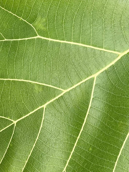 Green Teak Leaf Texture Background — 스톡 사진