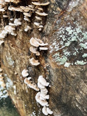 Ağaç gövdesinin kabuğunda mantar