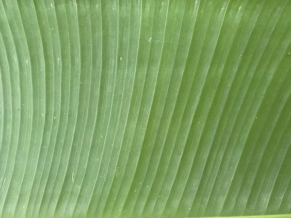 Friss Zöld Banánlevél Textúra — Stock Fotó
