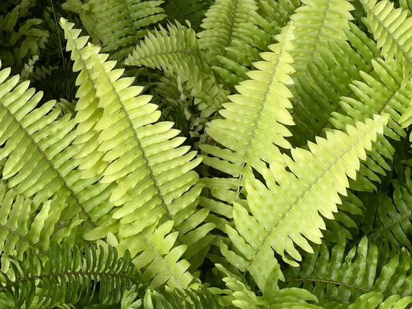Zielone Liście Paproci Nefrolepis Cordifolia Ogrodzie — Zdjęcie stockowe