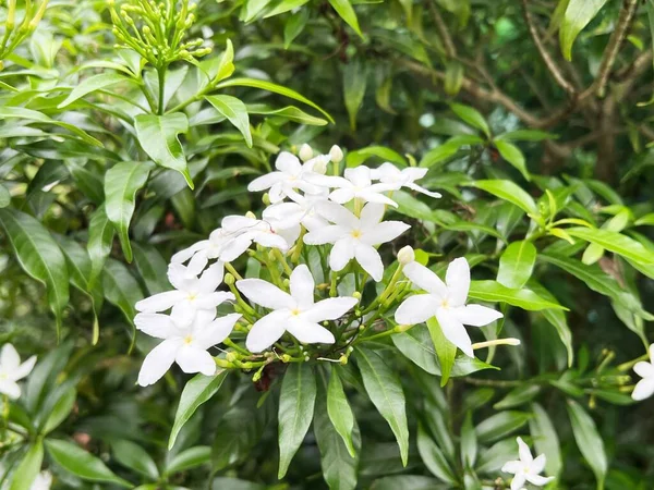 Fleurs Blanches Wrigthia Antidysenterica Dans Jardin — Photo