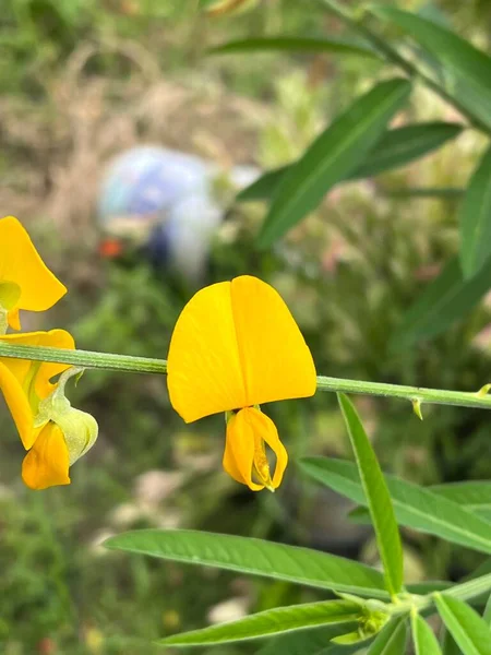 Konopie Słoneczne Lub Crotalaria Kwiat Juncea Ogrodzie Przyrody — Zdjęcie stockowe