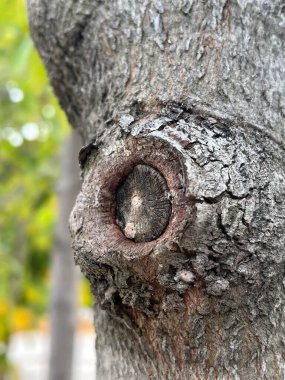 Eski ağaç gövdesi desenli arka plan