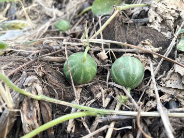 Bryonia laciniosa fruit on the ground