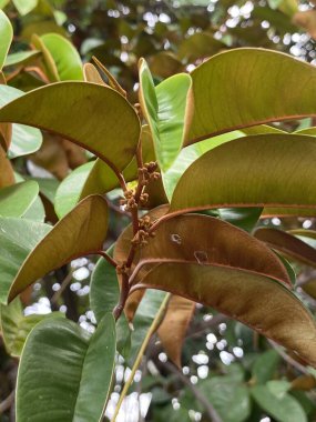 yeşil chrysophyllum cainito bir ağacın yaprakları