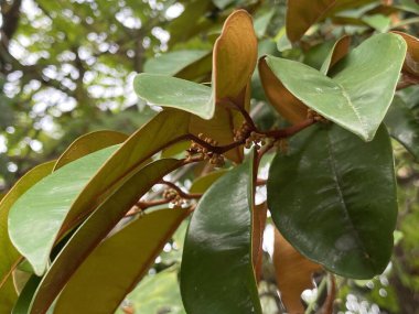 yeşil chrysophyllum cainito bir ağacın yaprakları