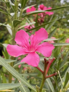 Bahçedeki güzel pembe neryum zakkum çiçeği