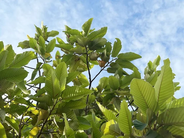 Zielony Dipterocarpus Alatus Liście Drzewa Lesie — Zdjęcie stockowe