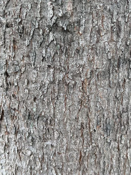 Perto Uma Textura Casca Árvore — Fotografia de Stock