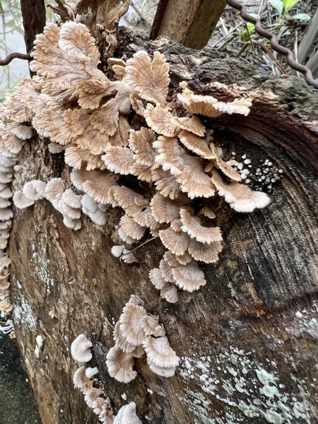 Nahaufnahme Pilz Auf Rinde Baum — Stockfoto