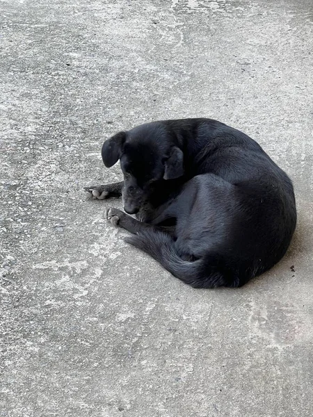 Μαύρο Σκυλί Στο Έδαφος — Φωτογραφία Αρχείου