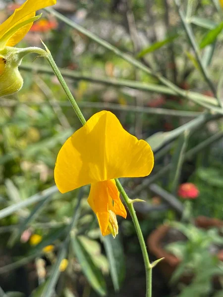 Żółte Konopie Słoneczne Lub Kwiat Crotalaria Juncea Ogrodzie — Zdjęcie stockowe