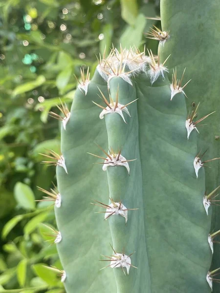 Close Van Een Cactusplant — Stockfoto