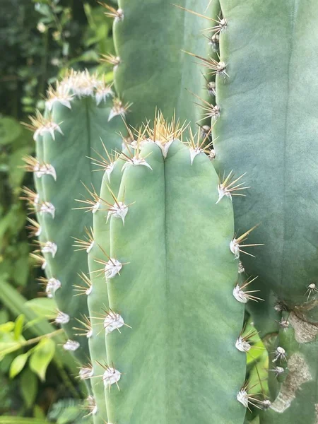 Zielony Kaktus Ogrodzie — Zdjęcie stockowe