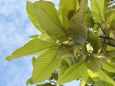 green Dipterocarpus alatus leaves on the tree