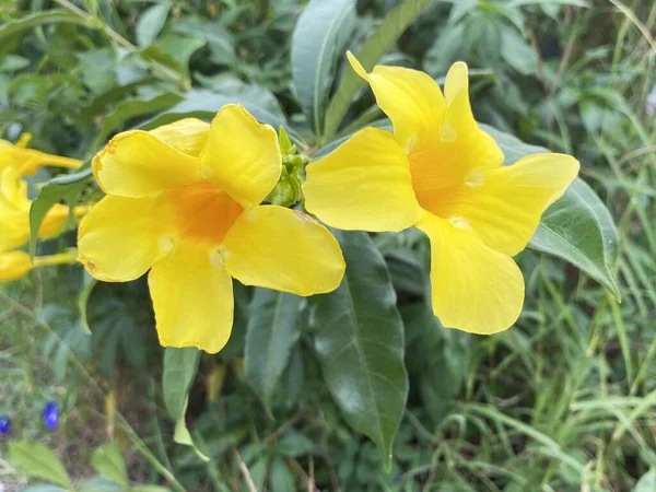 Κίτρινη Χρυσή Τρομπέτα Allamanda Cathartica Λουλούδι Στον Κήπο — Φωτογραφία Αρχείου