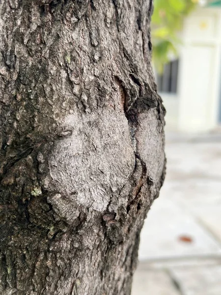 Close Tree Bark Texture Background — Foto de Stock